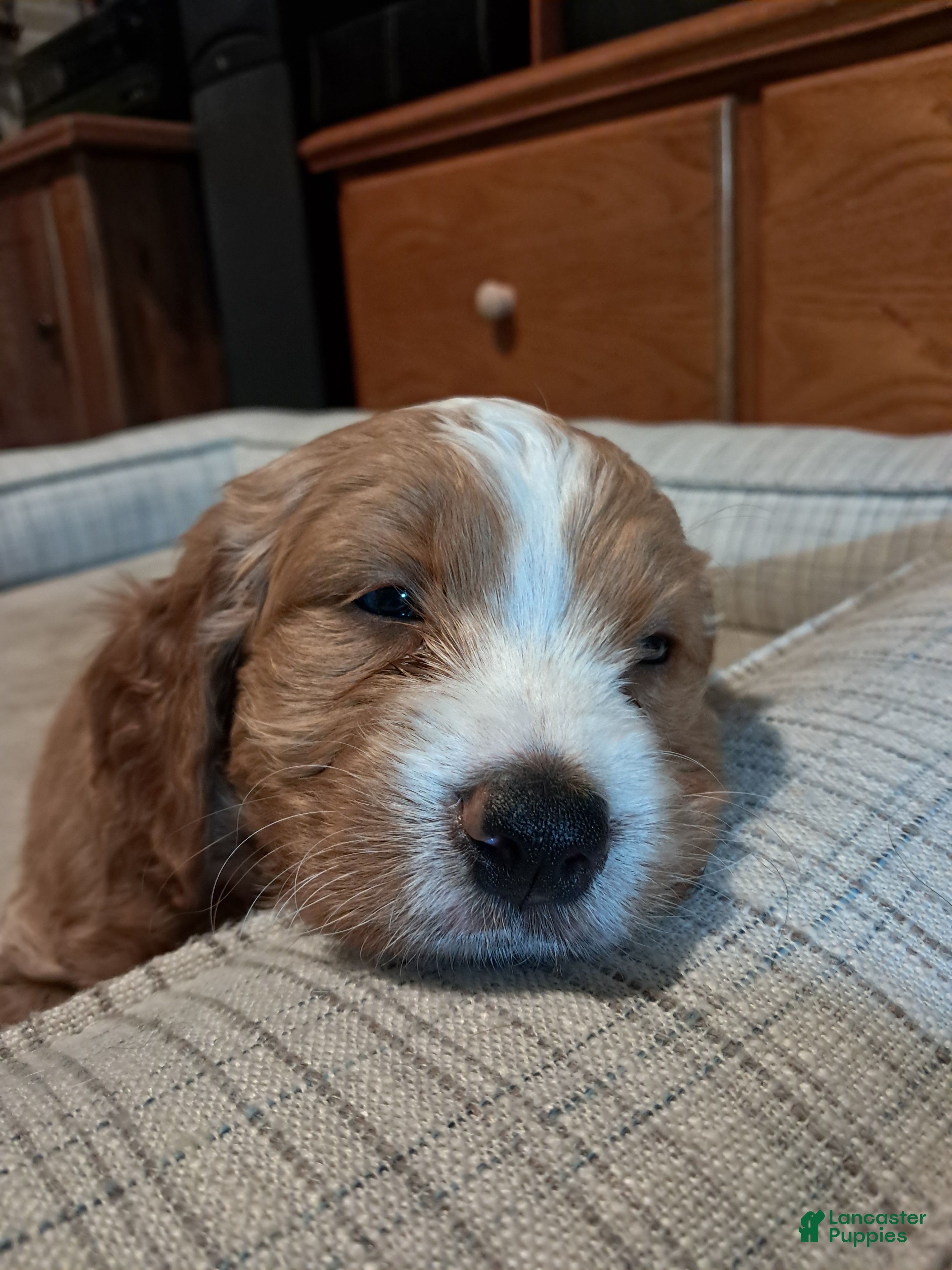 Double Doodle dogs Samson - Ad 1