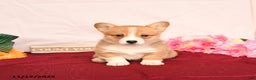 Welsh Corgi Pembroke dogs for sale: Otis - Ad 3