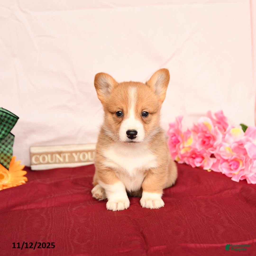 Welsh Corgi Pembroke dogs for sale: Otis - Ad 3