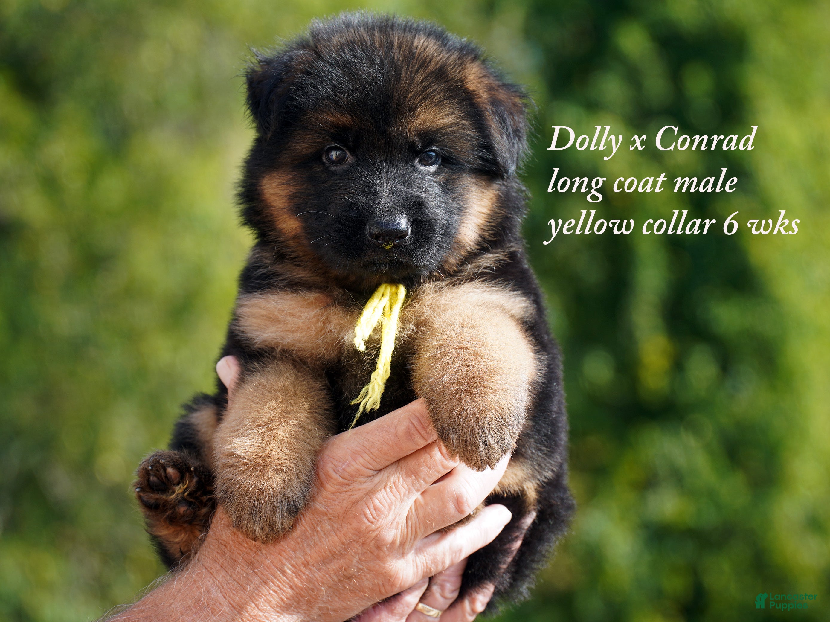 German Shepherd dogs German Shepherd male yellow collar - Ad 40