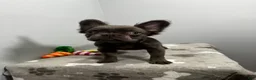 French Bulldog dogs for sale: Molly - Ad 6