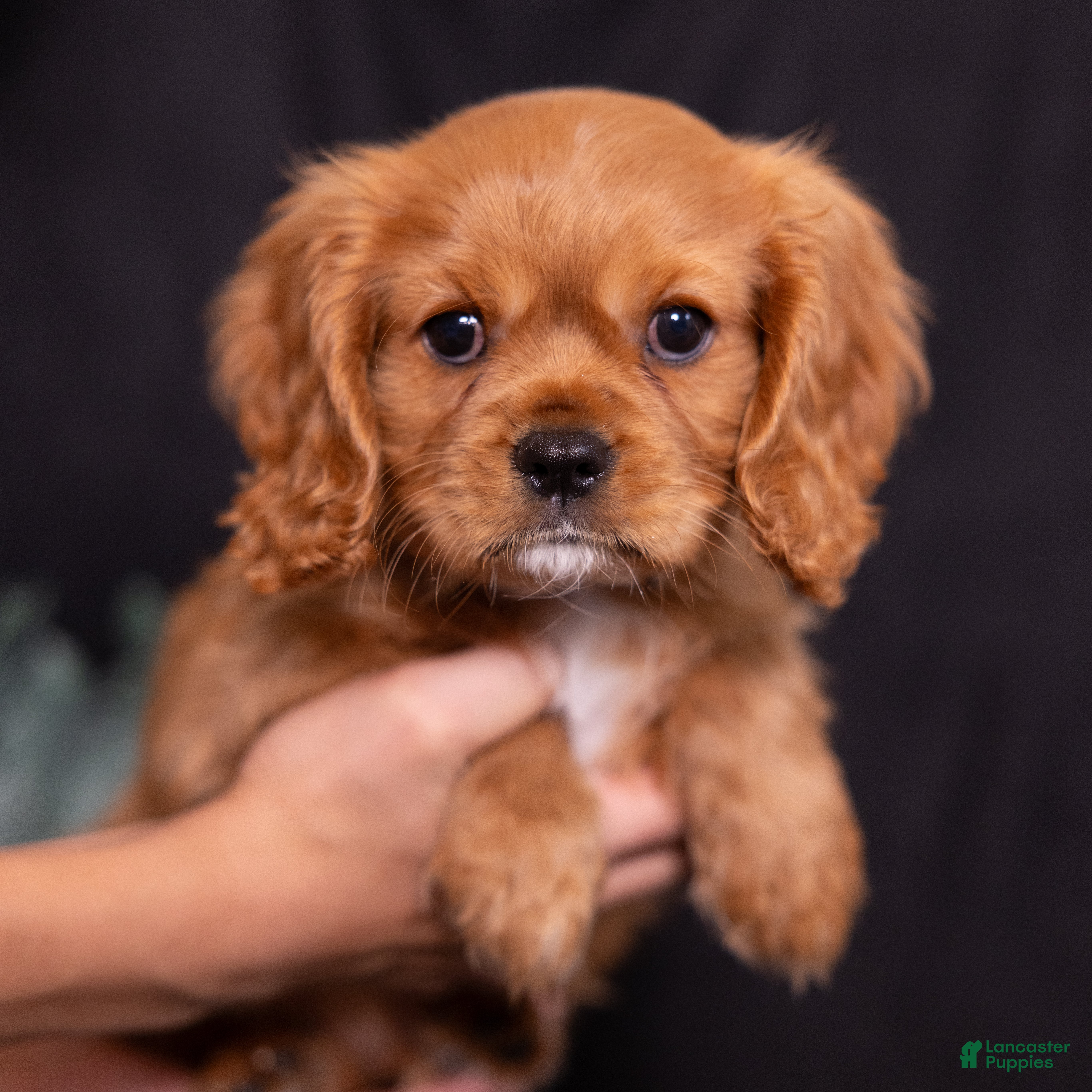 Cavalier King Charles Spaniel dogs Noah - Ad 1