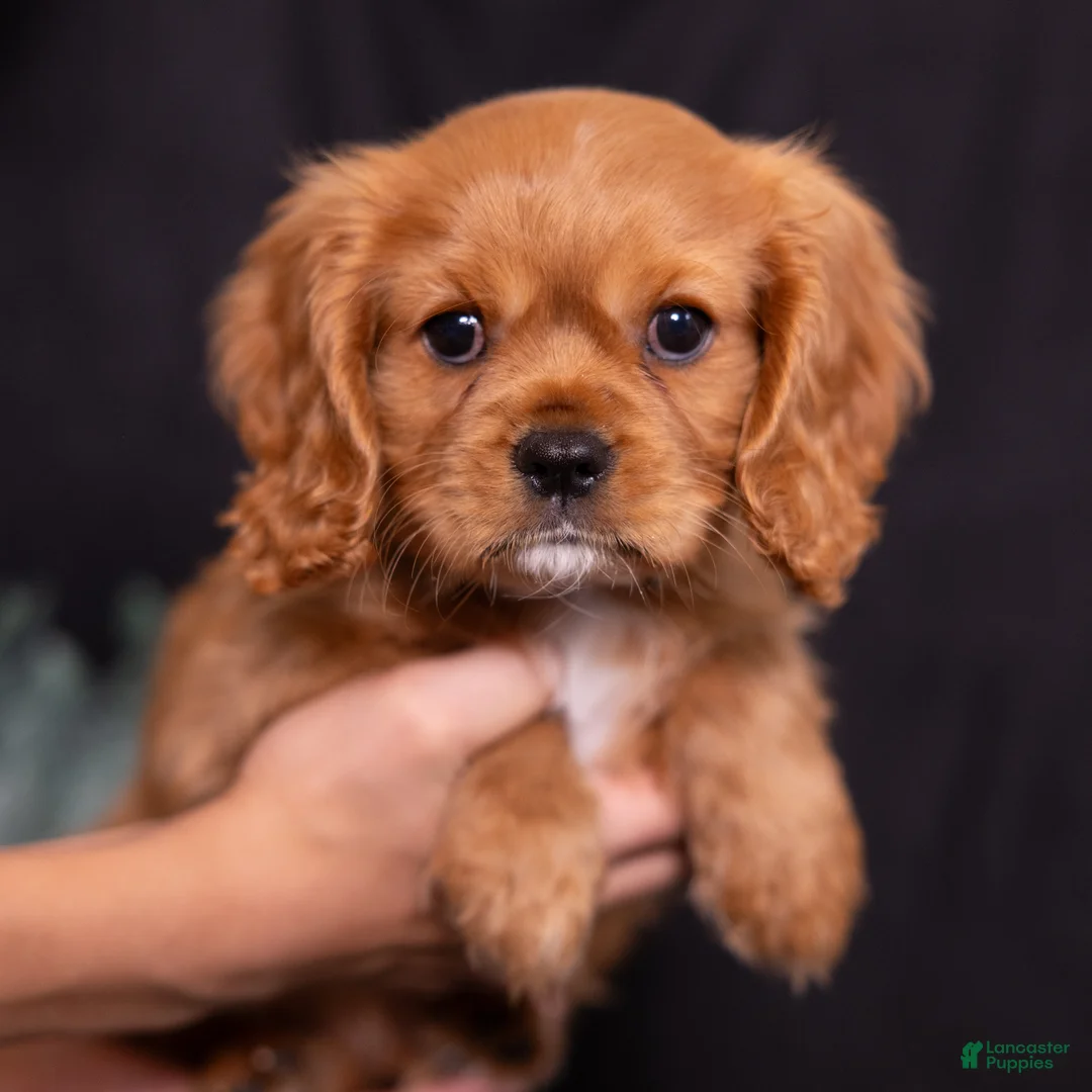 Cavalier King Charles Spaniel dogs for sale: Noah - Ad 1