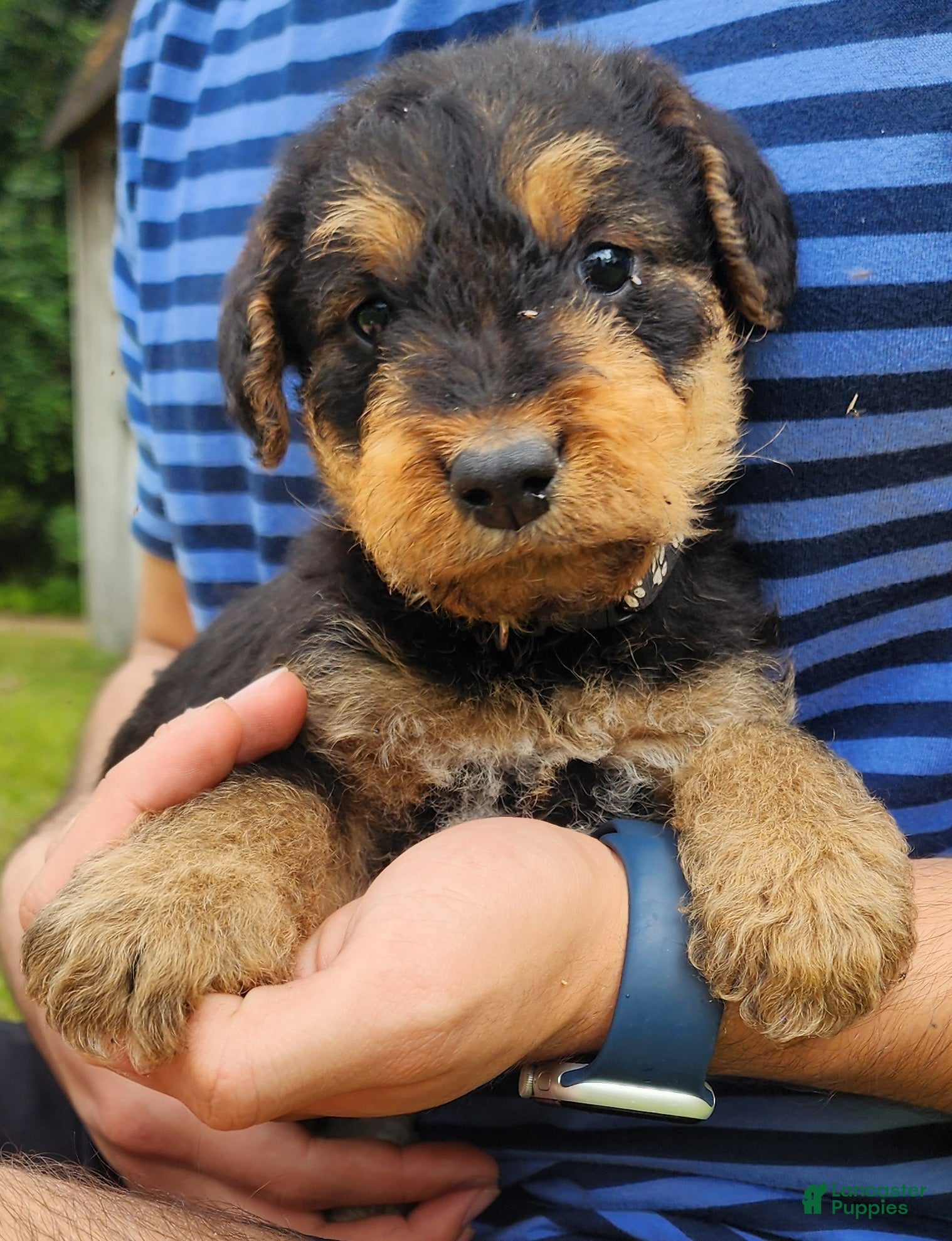 Airedale Terrier dogs Enchanted Airedales - Black Boy - Ad 2