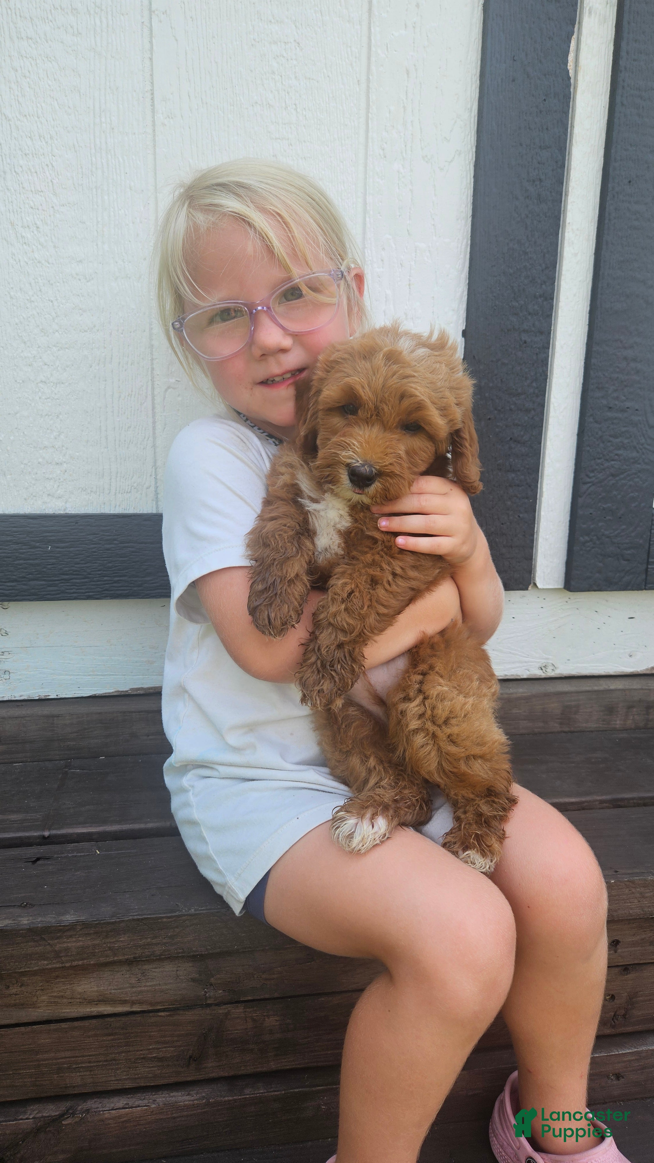 Mini Goldendoodle dogs Tucker - Ad 2