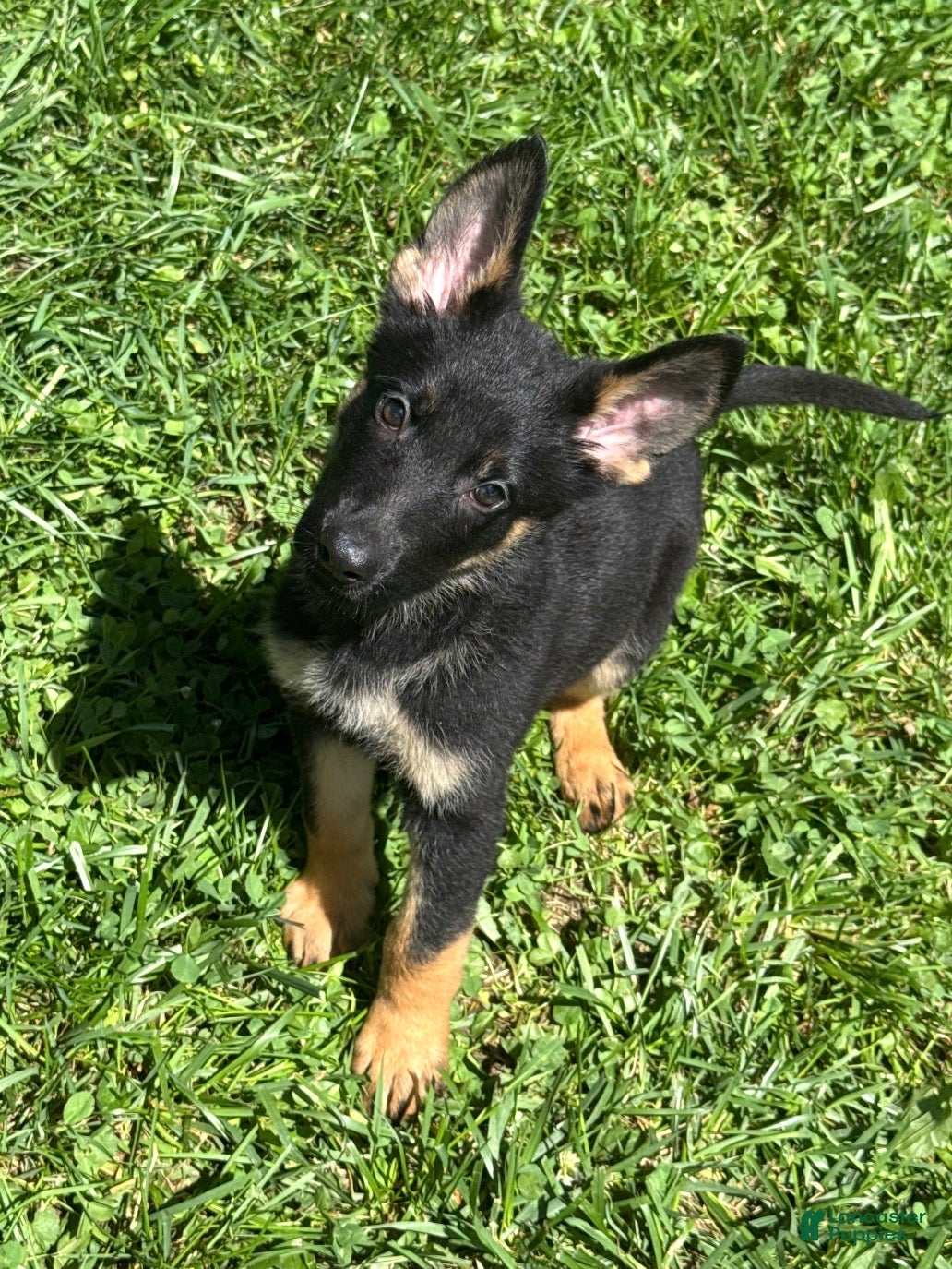 German Shepherd dogs Maserati - Ad 29