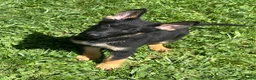 German Shepherd dogs for sale: Maserati - Ad 1