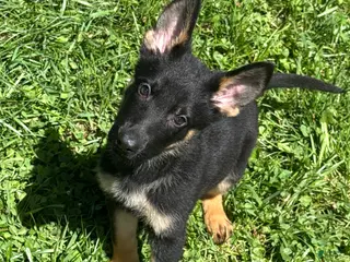 German Shepherd dogs Maserati - Ad 5