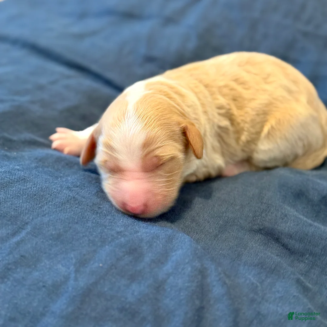 Bernedoodle dogs for sale: Jinx - Ad 2
