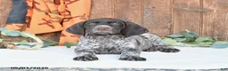 German Shorthaired Pointer dogs for sale: Master - Ad 3