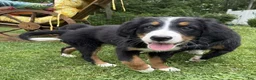 Bernese Mountain Dog dogs for sale: Daisy - Ad 2