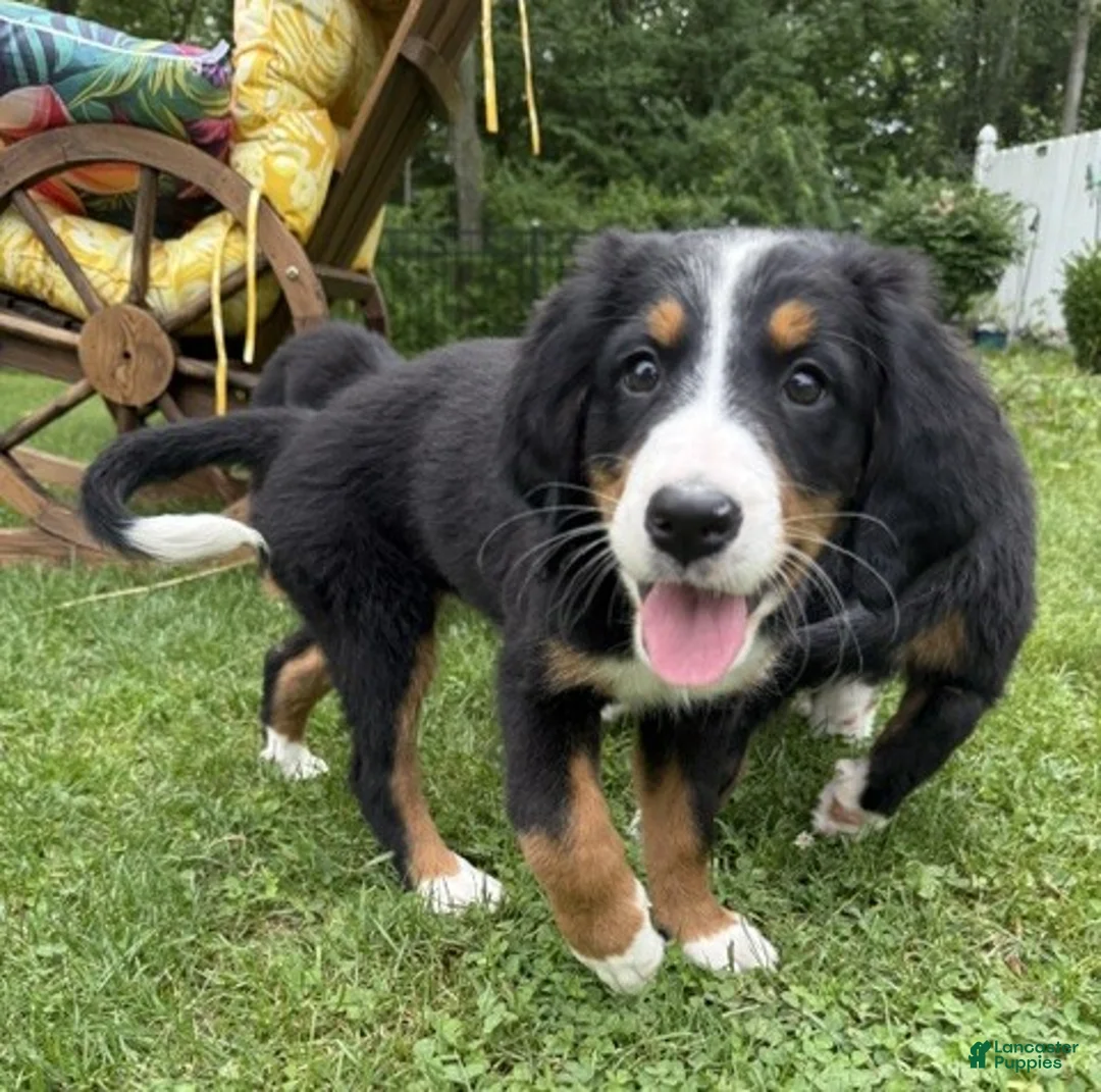 Bernese Mountain Dog dogs for sale: Daisy - Ad 2