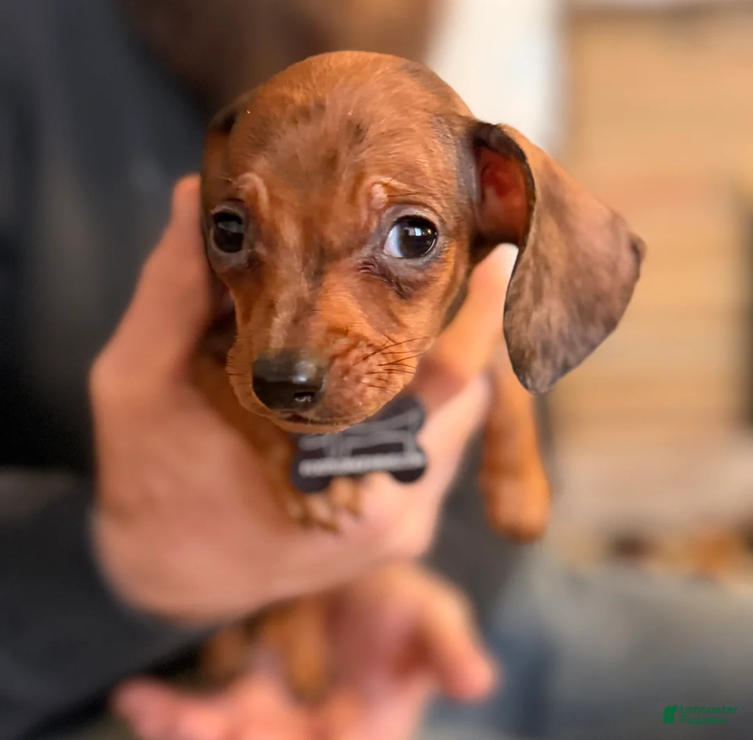 Miniature Dachshund dogs for sale: Miniature Dachshund Puppy 1 - Ad 1