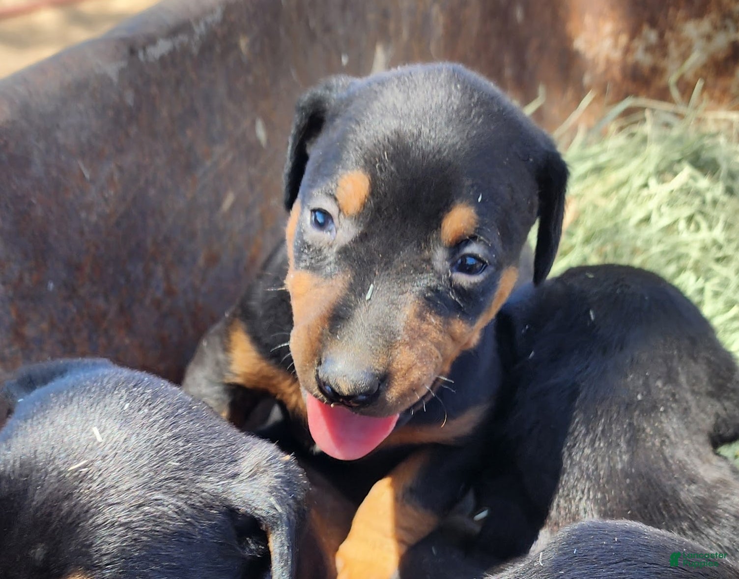 Doberman Pinscher dogs Diabla Blk F - Ad 4