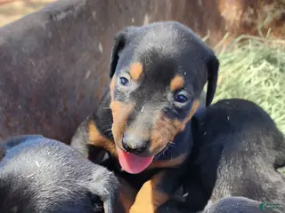 Doberman Pinscher dogs Diabla Blk F - Ad 4