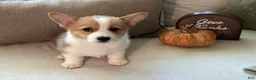 Welsh Corgi Pembroke dogs for sale: Welsh Corgi Pembroke 1 - Ad 1