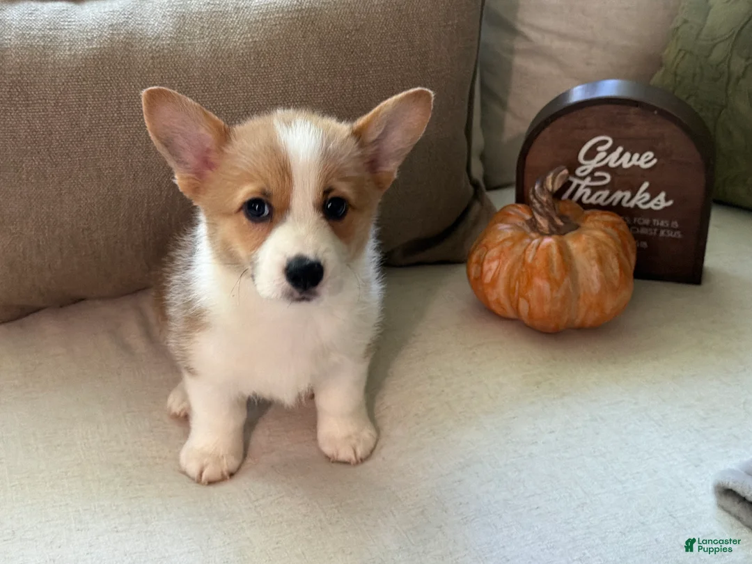 Welsh Corgi Pembroke dogs for sale: Welsh Corgi Pembroke 1 - Ad 1