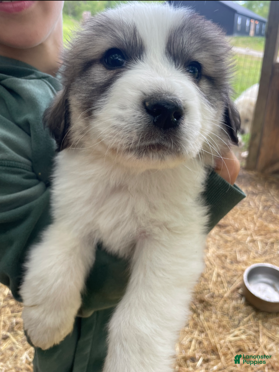 Great Pyrenees dogs Great Pyrenees Puppy 9 - Ad 11