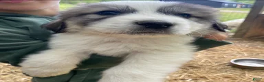 Great Pyrenees Puppy 9