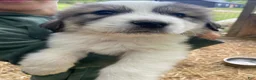 Great Pyrenees dogs for sale: Great Pyrenees Puppy 9 - Ad 1