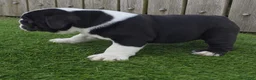 English Bulldog dogs for sale: Lucy - Ad 7