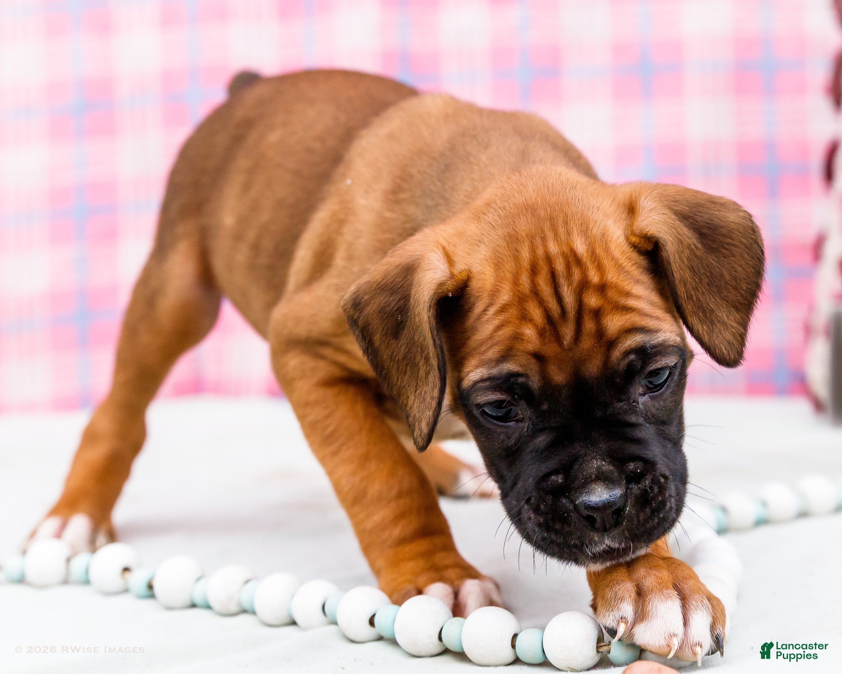 Boxer dogs Crush - Ad 1