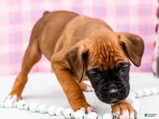 Boxer dogs for sale: Crush - Ad 3