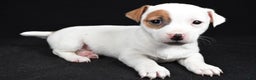Jack Russell Terrier dogs for sale: Spots - Ad 5