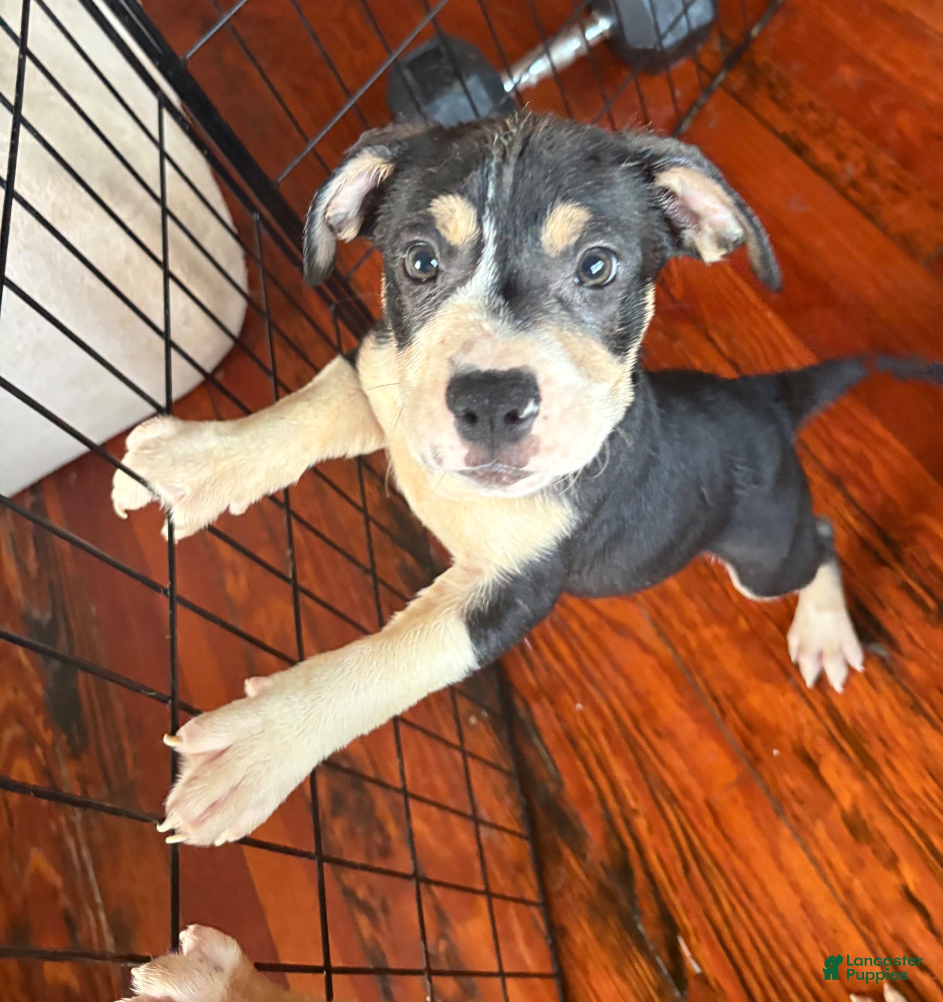 American Pit Bull Terrier dogs American Pit Bull Terrier 2 - Ad 26