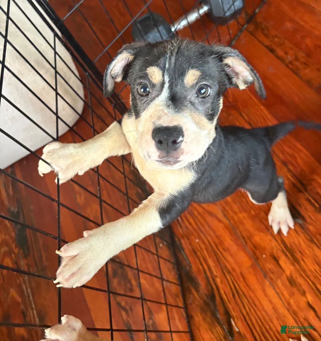 American Pit Bull Terrier dogs for sale: American Pit Bull Terrier 2 - Ad 1