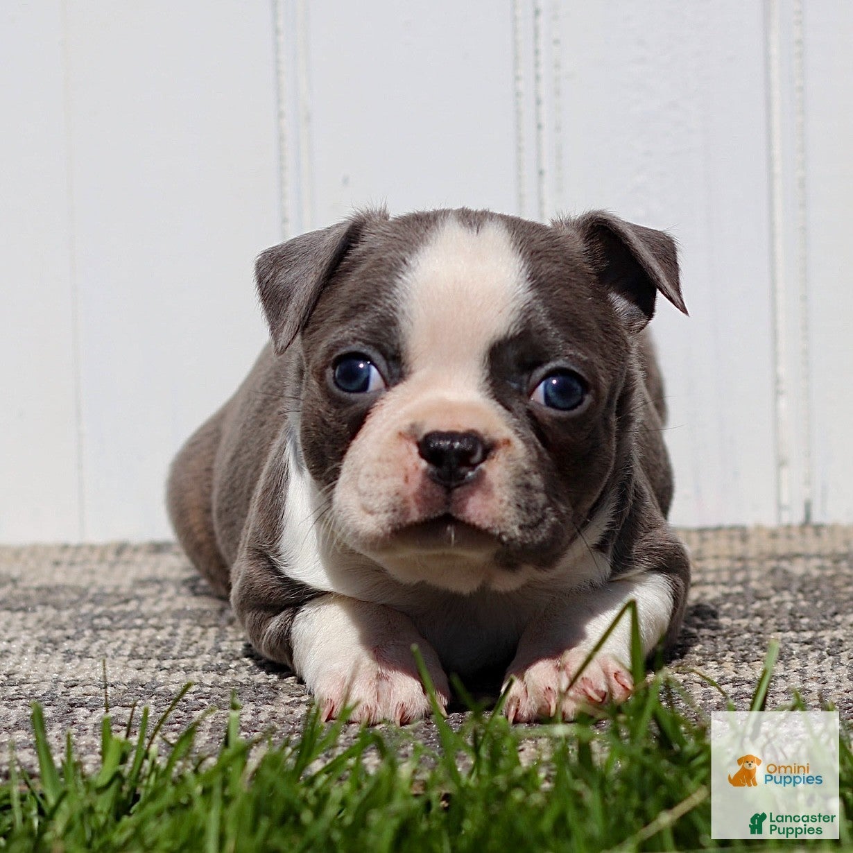 Boston Terrier dogs Murphy - Ad 1