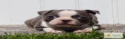 Boston Terrier dogs for sale: Murphy - Ad 1