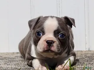 Boston Terrier dogs for sale: Murphy - Ad 1