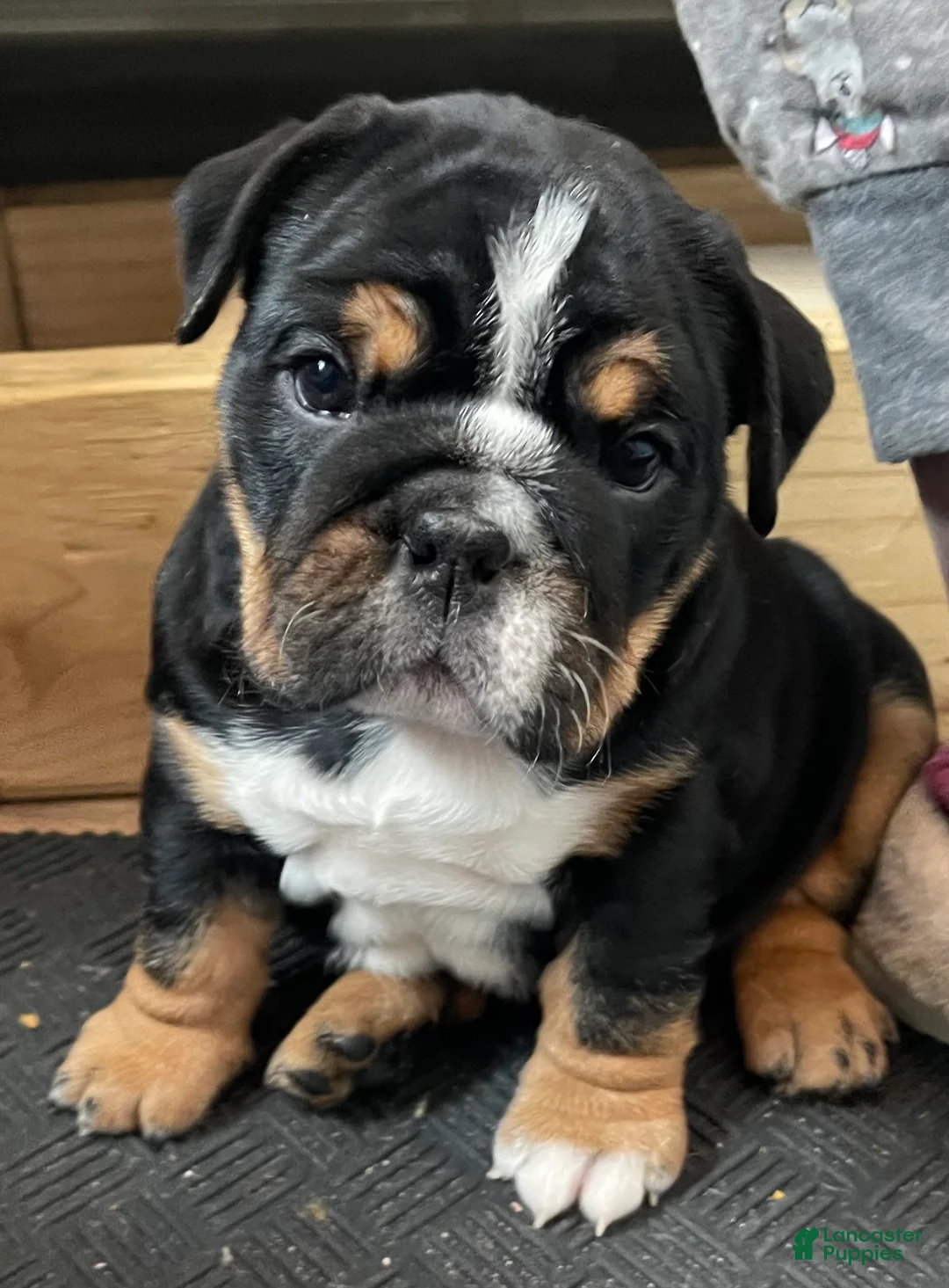 English Bulldog dogs for sale: Zoey - Ad 2