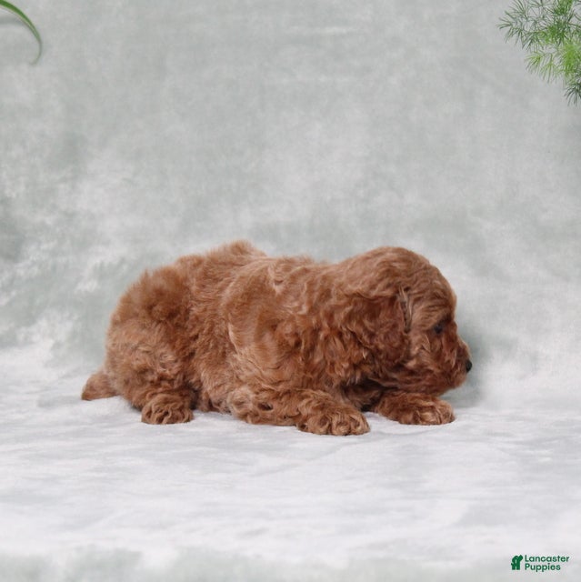 Miniature Poodle dogs Zinnia - Ad 2