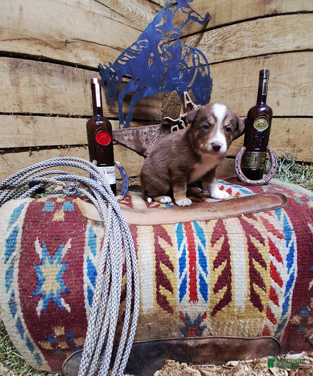 Border Collie dogs for sale: Border Collie Puppy 1 - Ad 20