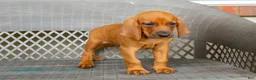 Redbone Coonhound dogs for sale: Boone - Ad 5