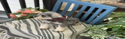 Miniature Schnauzer dogs for sale: Lilly - Ad 13
