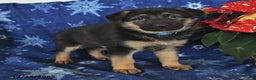 German Shepherd dogs for sale: Nate - Ad 3