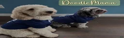 Goldendoodle dogs for sale: Goldendoodle 5 - Ad 11