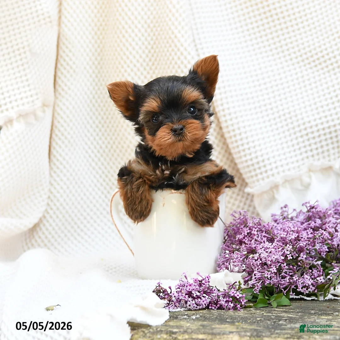 Yorkshire Terrier dogs for sale: Magic - Ad 1