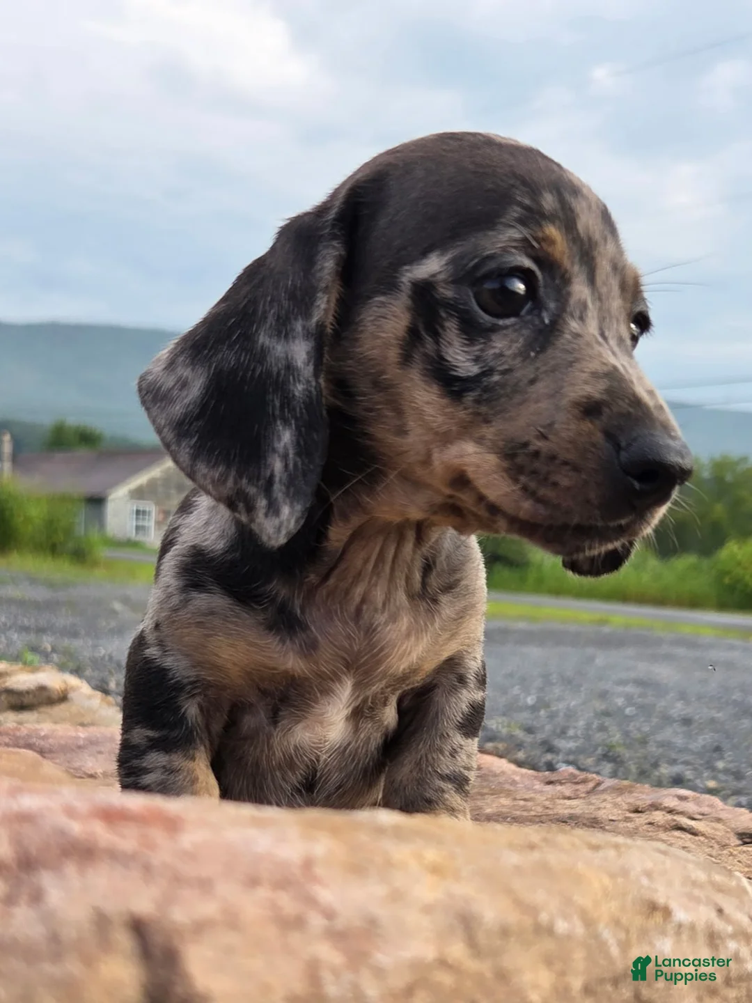 Miniature Dachshund dogs for sale: Jazz - Ad 2
