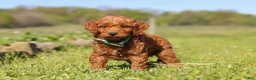 Mini Goldendoodle dogs for sale: Finn - Ad 5