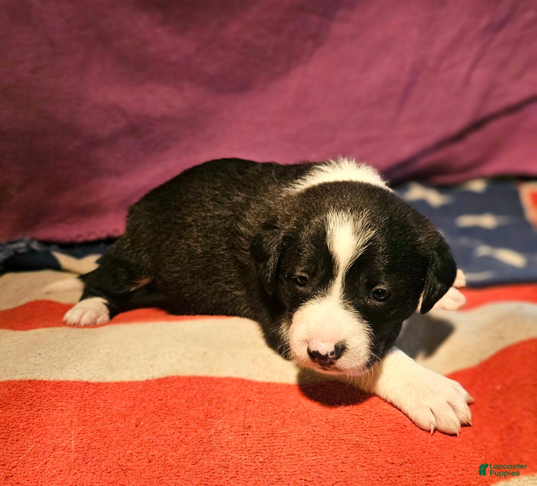 Border Collie dogs for sale: Buffy - Ad 2