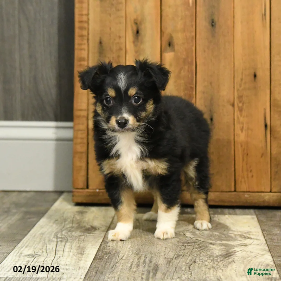 Miniature Australian Shepherd dogs for sale: Rusty - Ad 4