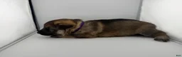 German Shepherd dogs for sale: Daisy - Ad 24