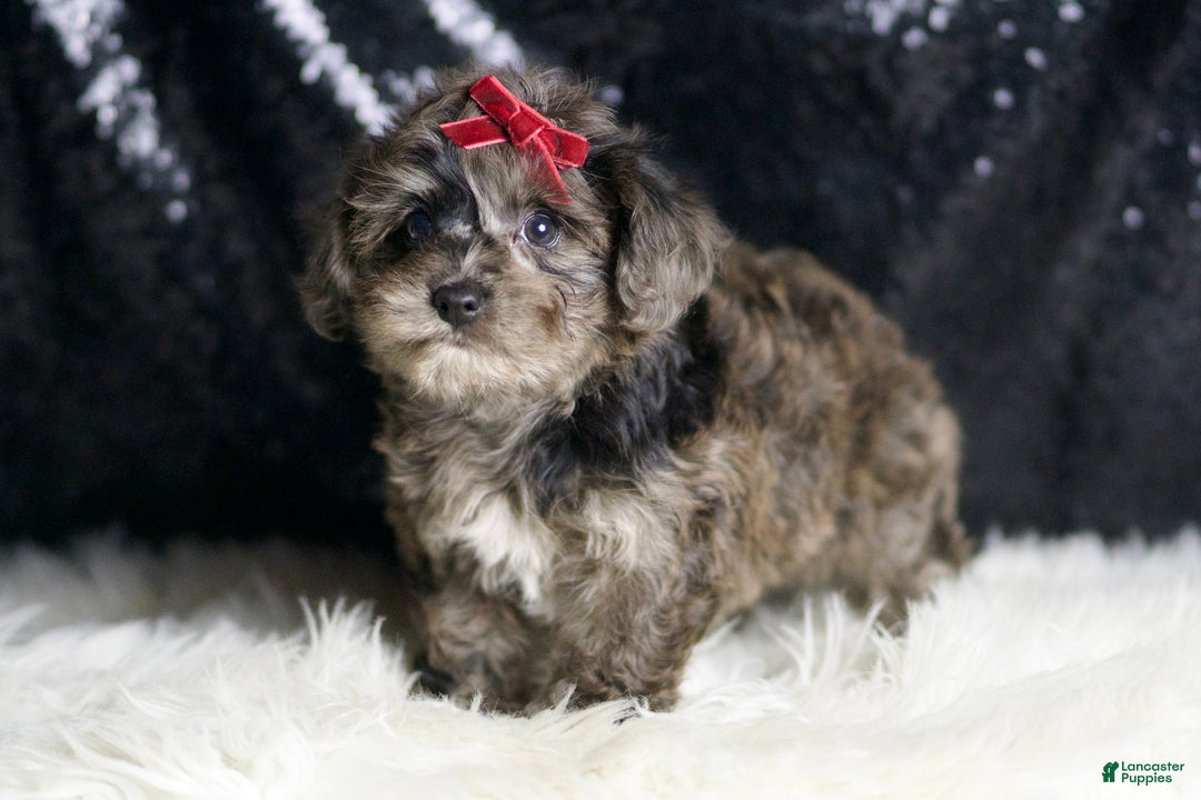 Yorkiepoo dogs for sale: Uno - Ad 4
