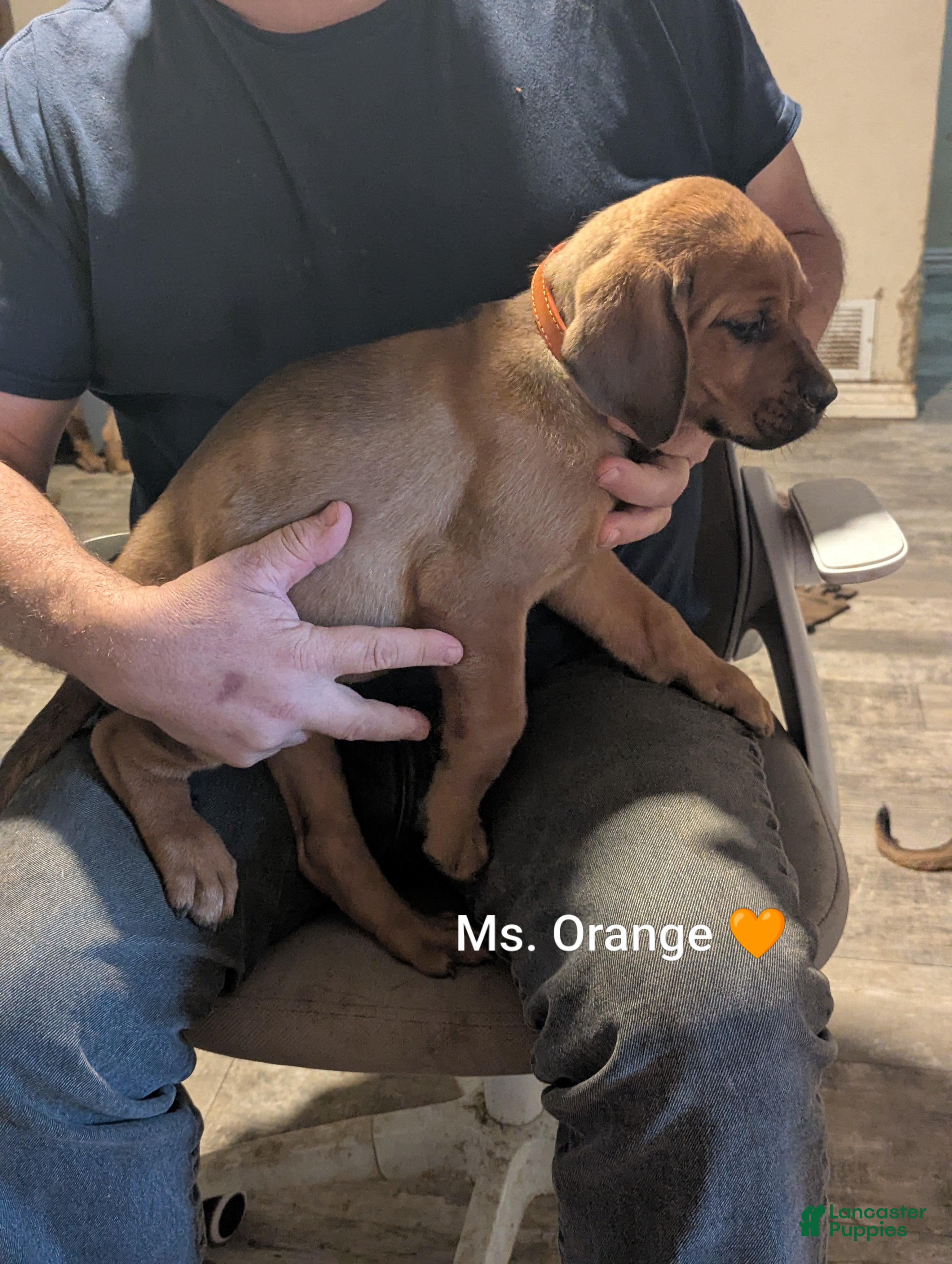 Mixed Breed dogs Ms. Orange - Ad 2