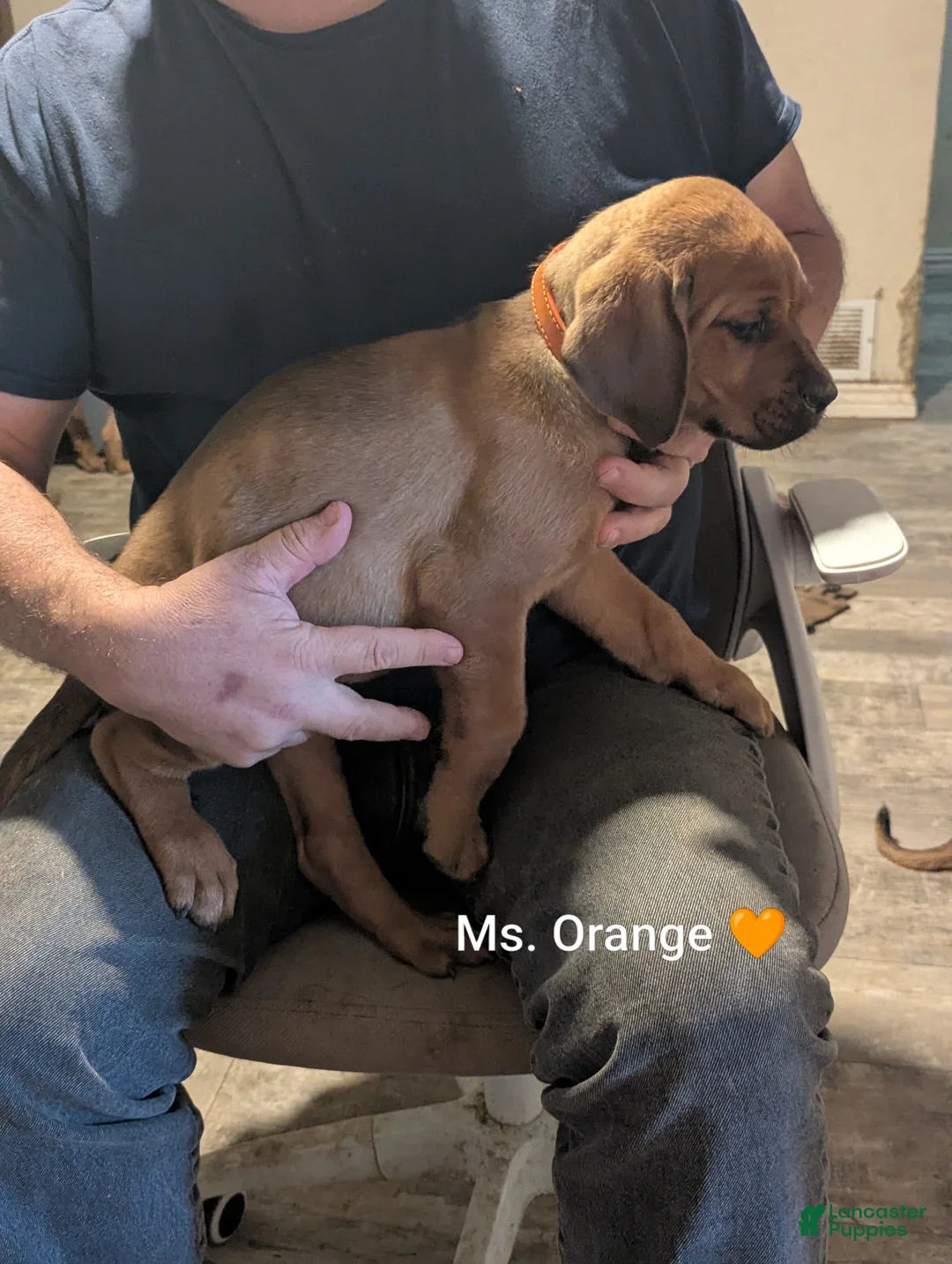 Mixed Breed dogs for sale: Ms. Orange - Ad 2