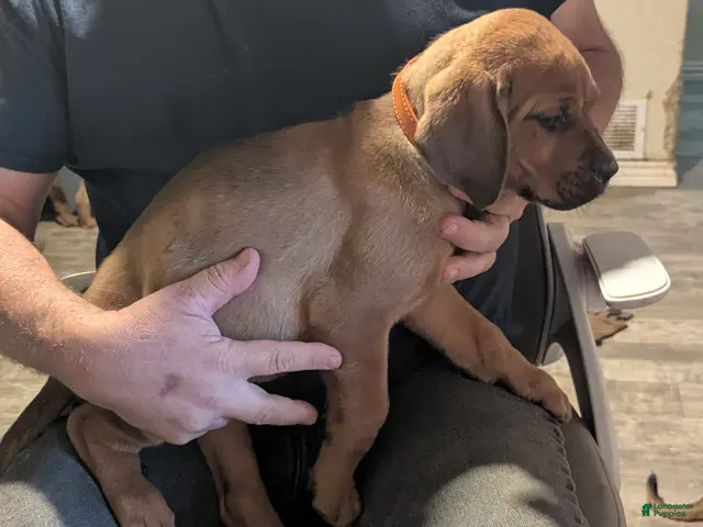 Mixed Breed dogs Ms. Orange - Ad 2